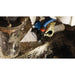 Bosch GWS18V-13PB14 18V 5 - 6" Angle Grinder Kit with No Lock-On Paddle Switch and 8 Ah Battery - 11